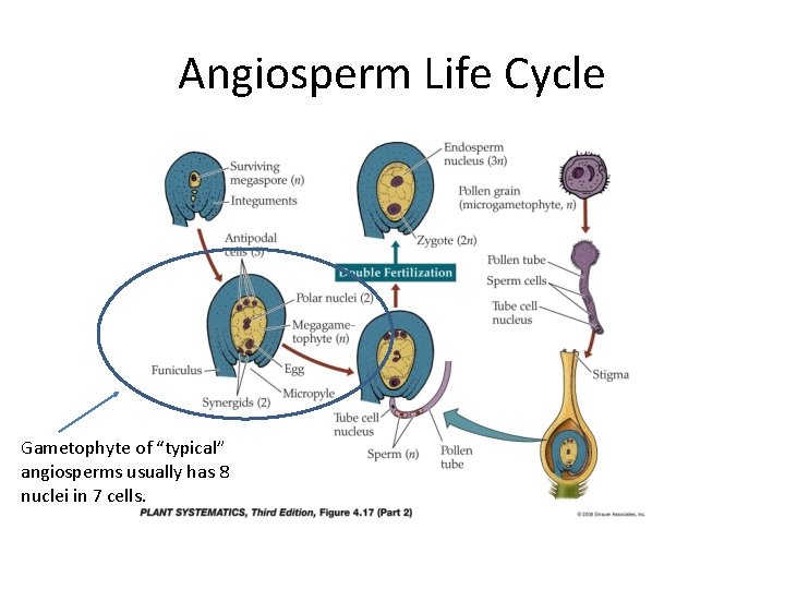 Angiosperm Life Cycle Gametophyte of “typical” angiosperms usually has 8 nuclei in 7 cells.