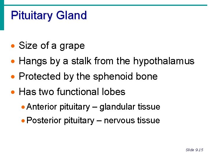 Pituitary Gland · Size of a grape · Hangs by a stalk from the