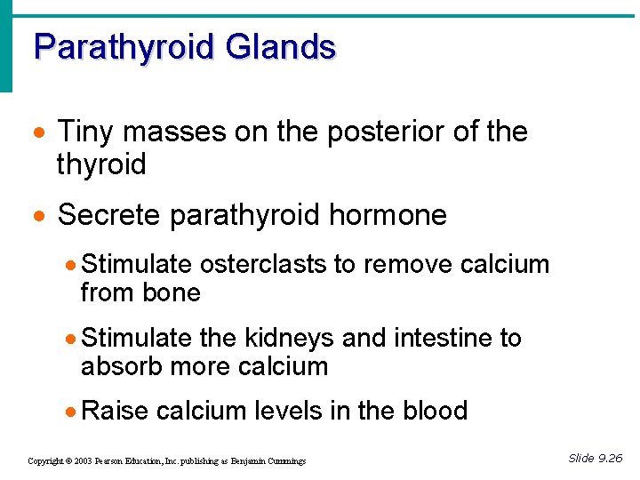 Parathyroid Glands · Tiny masses on the posterior of the thyroid · Secrete parathyroid