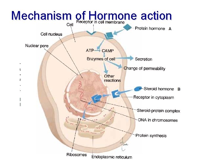 Mechanism of Hormone action 