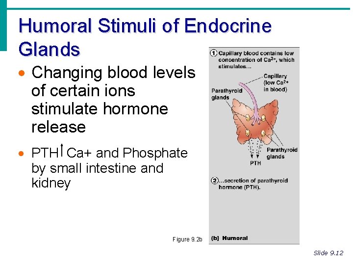 Humoral Stimuli of Endocrine Glands · Changing blood levels of certain ions stimulate hormone