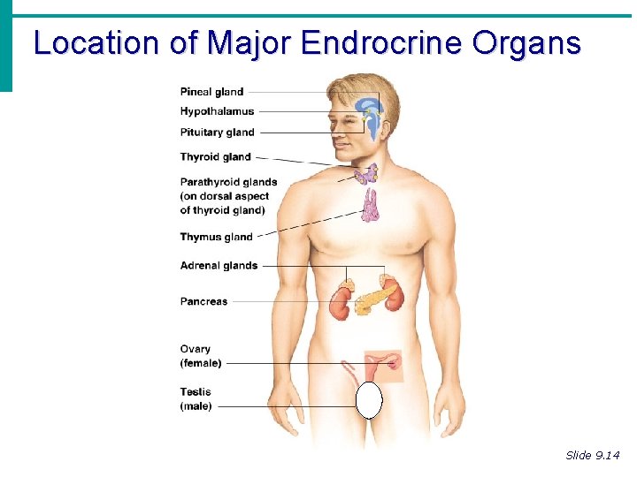 Location of Major Endrocrine Organs Slide 9. 14 