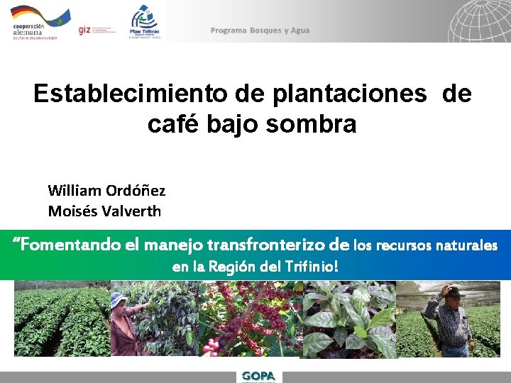 Establecimiento De Plantaciones De Caf Bajo Sombra William