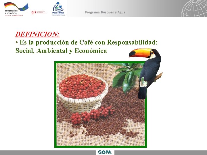 Establecimiento De Plantaciones De Caf Bajo Sombra William