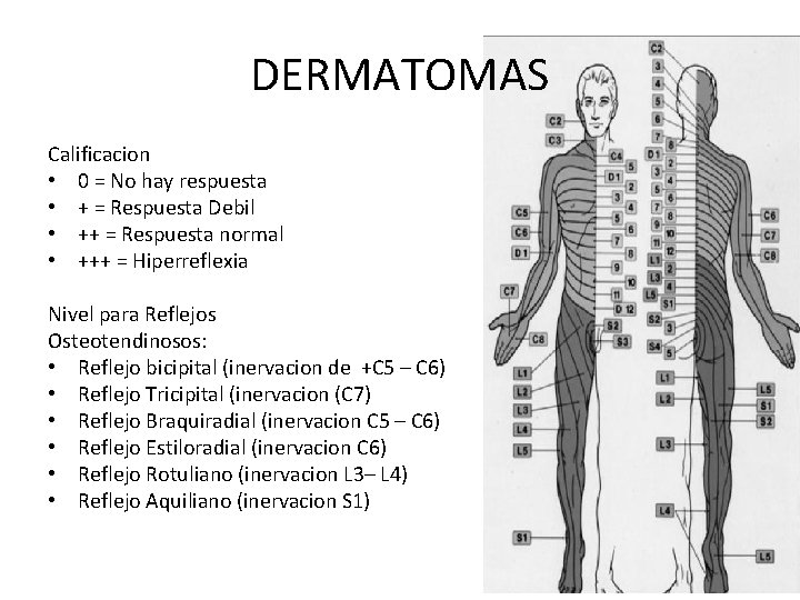 DERMATOMAS Calificacion • 0 = No hay respuesta • + = Respuesta Debil •