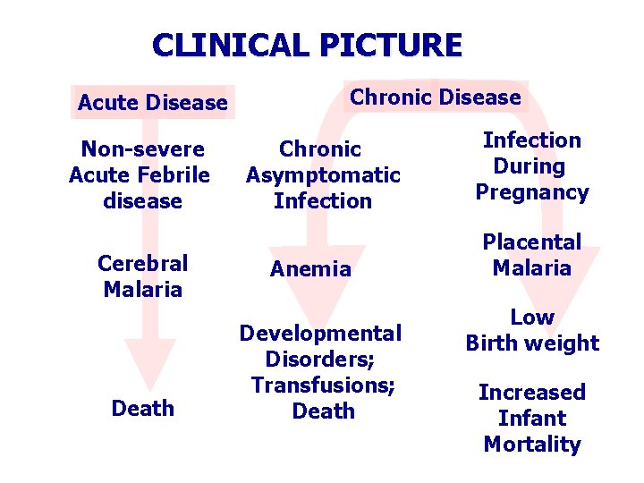 CLINICAL PICTURE Acute Disease Non-severe Acute Febrile disease Cerebral Malaria Death Chronic Disease Chronic