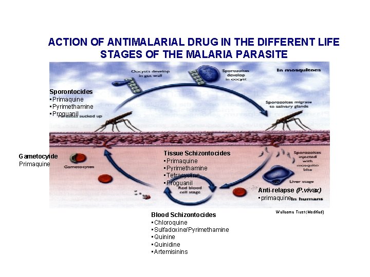 ACTION OF ANTIMALARIAL DRUG IN THE DIFFERENT LIFE STAGES OF THE MALARIA PARASITE Sporontocides