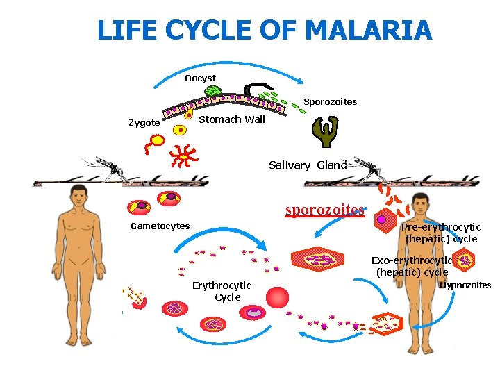 LIFE CYCLE OF MALARIA Oocyst Sporozoites Zygote Stomach Wall Salivary Gland sporozoites Gametocytes Pre-erythrocytic