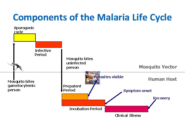 Components of the Malaria Life Cycle Sporogonic cycle Infective Period Mosquito bites uninfected person