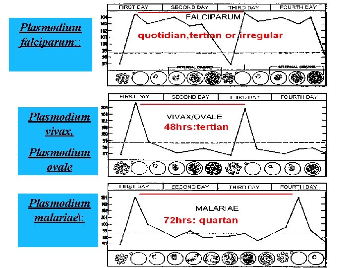 Plasmodium falciparum: : Plasmodium vivax, Plasmodium ovale Plasmodium malariae: 