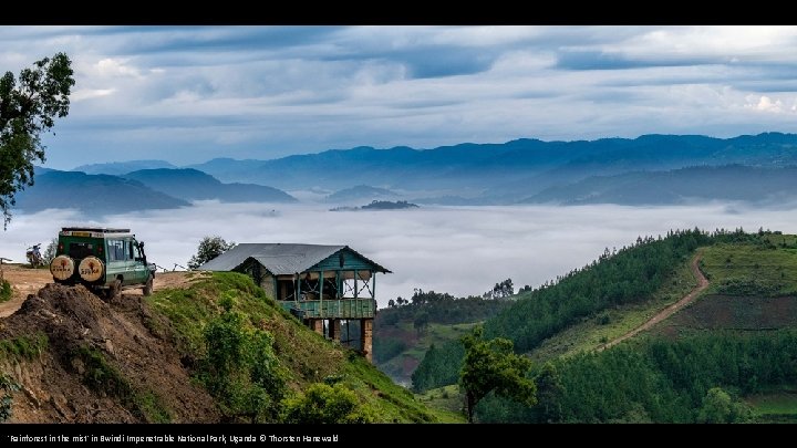 'Rainforest in the mist' in Bwindi Impenetrable National Park, Uganda © Thorsten Hanewald 