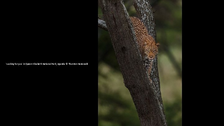 'Looking for you' in Queen Elizabeth National Park, Uganda © Thorsten Hanewald 