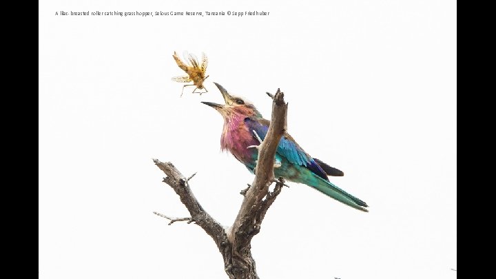 A lilac-breasted roller catching grasshopper, Selous Game Reserve, Tanzania © Sepp Friedhuber 