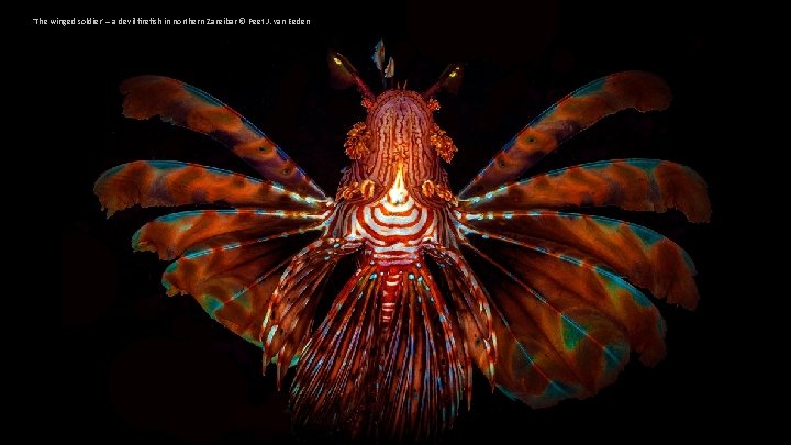 'The winged soldier' – a devil firefish in northern Zanzibar © Peet J. van