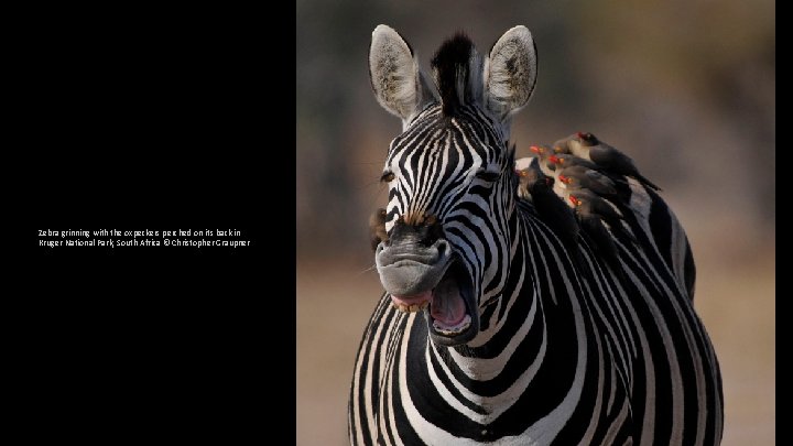 Zebra grinning with the oxpeckers perched on its back in Kruger National Park, South