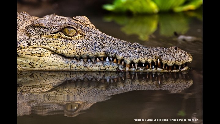 Crocodile in Selous Game Reserve, Tanzania © Sepp Friedhuber 