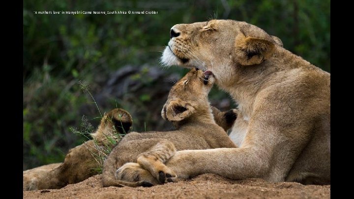 'A mother's love' in Manyeleti Game Reserve, South Africa © Armand Grobler 