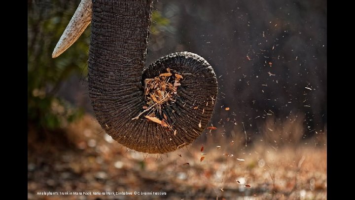 An elephant's trunk in Mana Pools National Park, Zimbabwe © Giovanni Frescura 