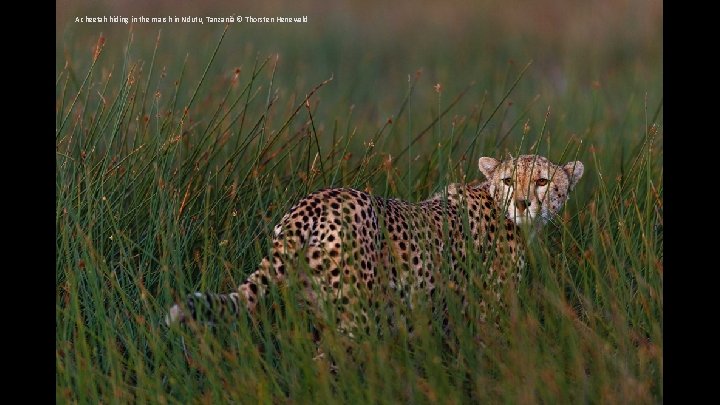 A cheetah hiding in the marsh in Ndutu, Tanzania © Thorsten Henewald 