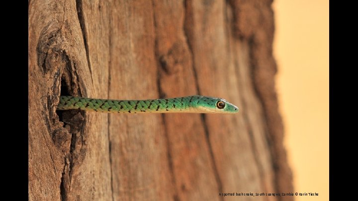 A spotted bush snake, South Luangwa, Zambia © Karin Tieche 