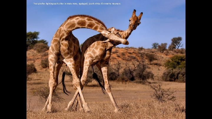 Two giraffes fighting each other in Mata, Kgalagadi, South Africa © Annette Heymans 