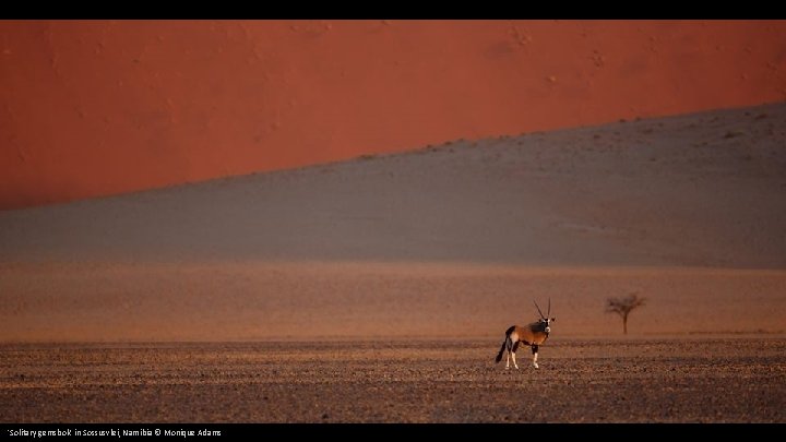 'Solitary gemsbok' in Sossusvlei, Namibia © Monique Adams 