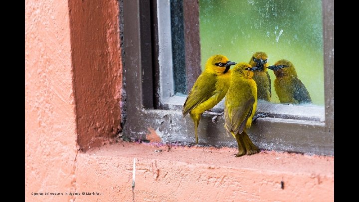 Spectacled weavers in Uganda © Mark Paul 