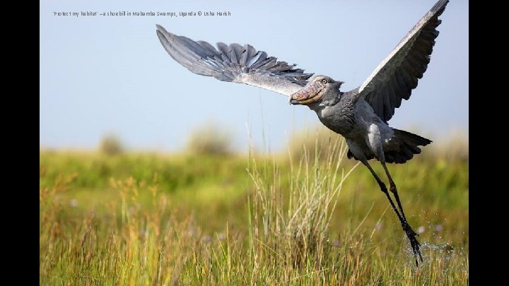 'Protect my habitat' – a shoebill in Mabamba Swamps, Uganda © Usha Harish 