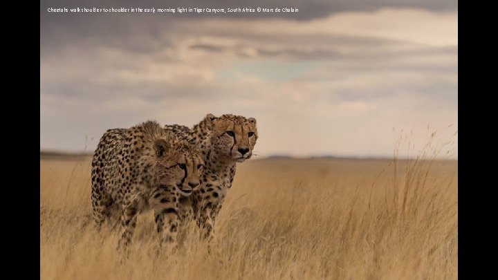 Cheetahs walk shoulder-to-shoulder in the early morning light in Tiger Canyons, South Africa ©