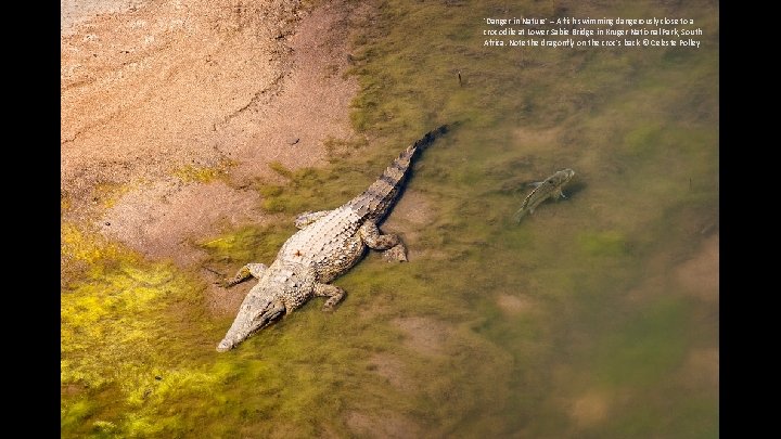 'Danger in Nature' – A fish swimming dangerously close to a crocodile at Lower