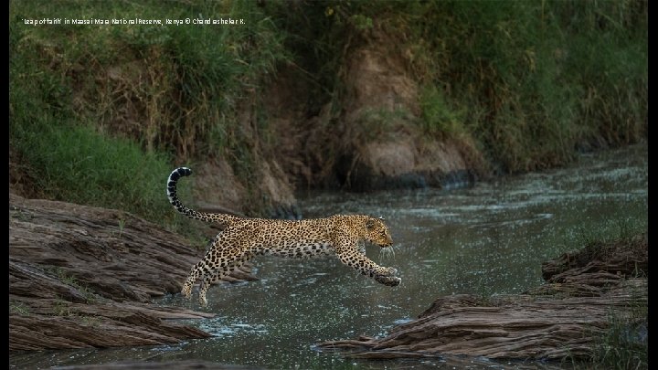 'Leap of faith' in Maasai Mara National Reserve, Kenya © Chandrashekar K. 