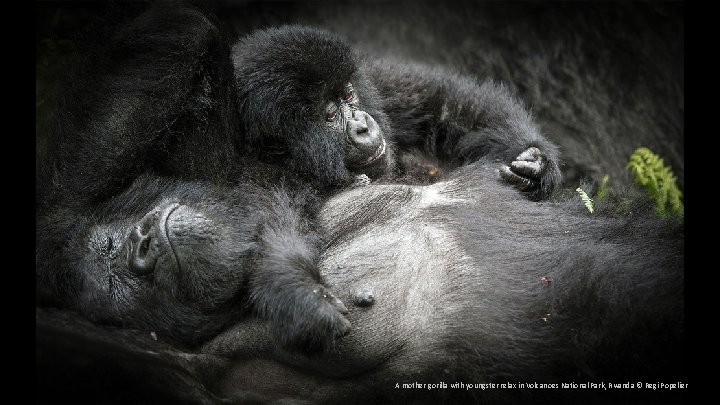 A mother gorilla with youngster relax in Volcanoes National Park, Rwanda © Regi Popelier