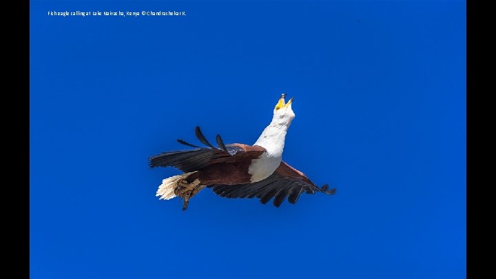 Fish eagle calling at Lake Naivasha, Kenya © Chandrashekar K. 