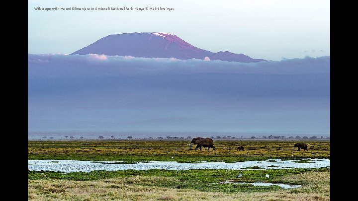 Wildscape with Mount Kilimanjaro in Amboseli National Park, Kenya © Matrishva Vyas 