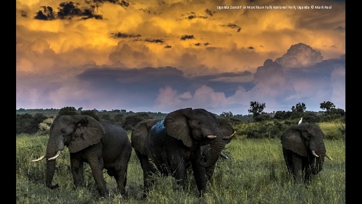 'Uganda Sunset' in Murchison Falls National Park, Uganda © Mark Paul 
