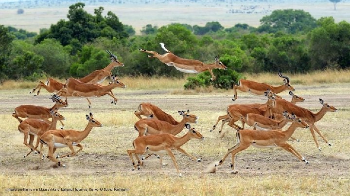 Impala on the run in Maasai Mara National Reserve, Kenya © David Hartmann 