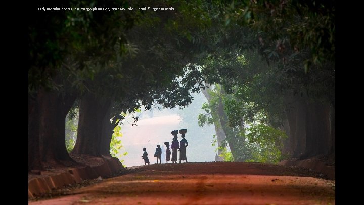 Early morning chores in a mango plantation, near Moundou, Chad © Inger Vandyke 