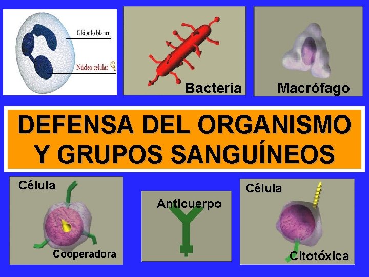 Bacteria Macrófago DEFENSA DEL ORGANISMO Y GRUPOS SANGUÍNEOS Célula Anticuerpo Cooperadora Citotóxica 