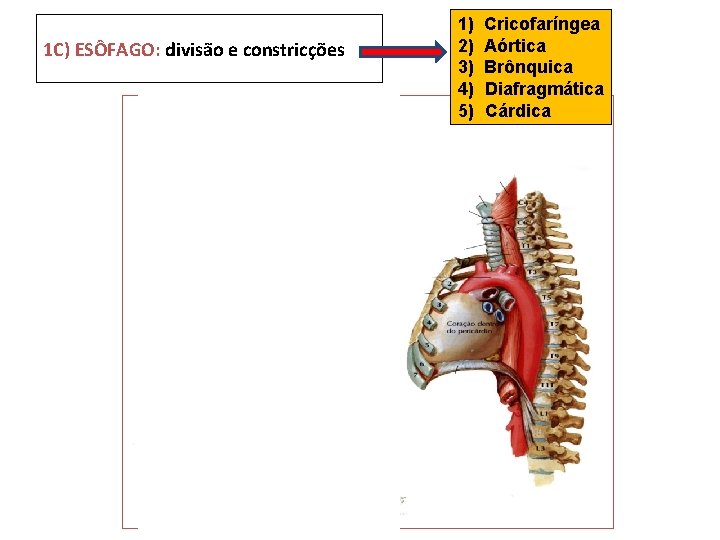 1 C) ESÔFAGO: divisão e constricções 1) 2) 3) 4) 5) Cricofaríngea Aórtica Brônquica