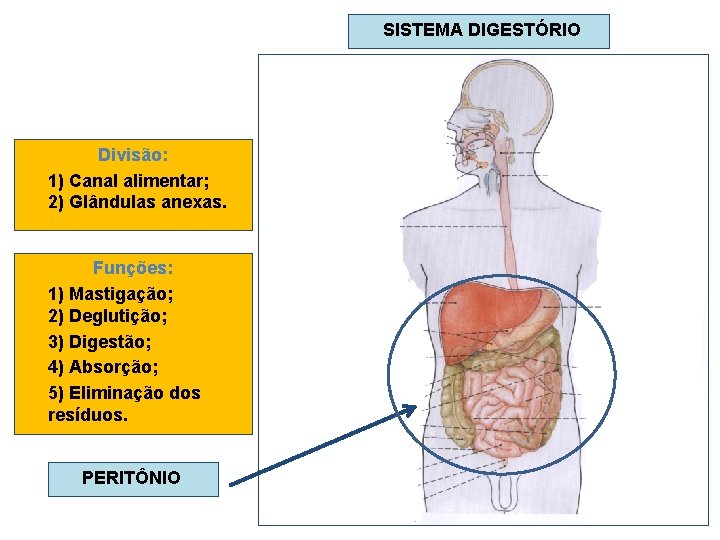 SISTEMA DIGESTÓRIO Divisão: 1) Canal alimentar; 2) Glândulas anexas. Funções: 1) Mastigação; 2) Deglutição;