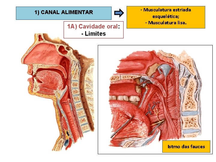 1) CANAL ALIMENTAR 1 A) Cavidade oral: - Limites - Musculatura estriada esquelética; -