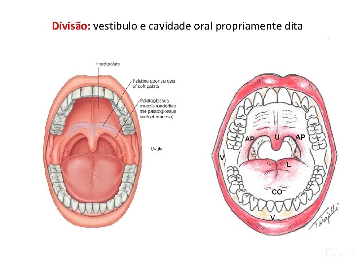 Divisão: vestíbulo e cavidade oral propriamente dita 