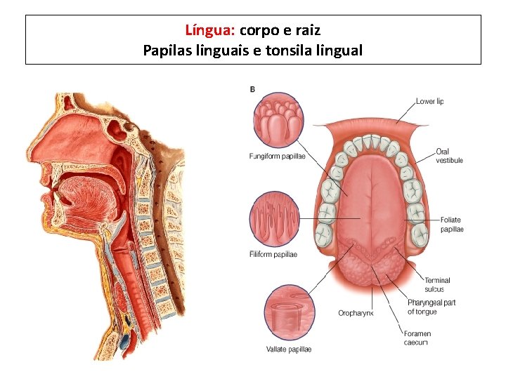 Língua: corpo e raiz Papilas linguais e tonsila lingual 