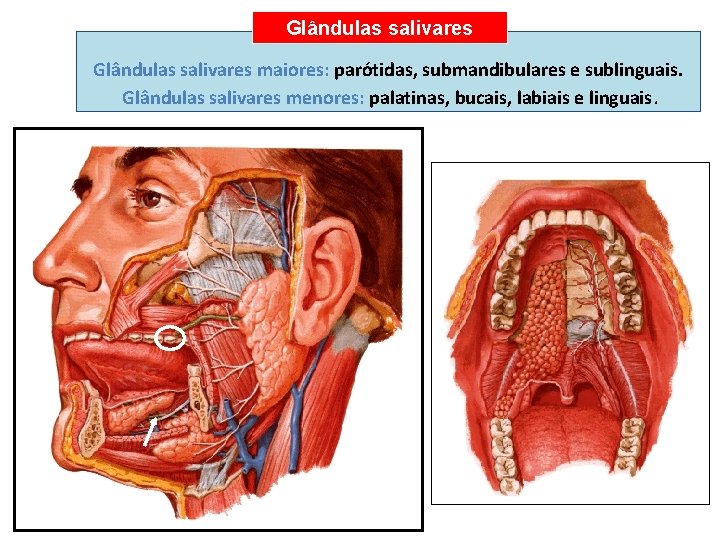 Glândulas salivares maiores: parótidas, submandibulares e sublinguais. Glândulas salivares menores: palatinas, bucais, labiais e