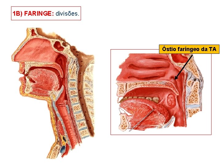 1 B) FARINGE: divisões. Óstio faríngeo da TA 