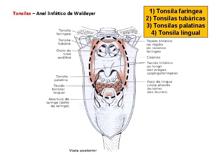 Tonsilas – Anel linfático de Waldeyer 1) Tonsila faríngea 2) Tonsilas tubáricas 3) Tonsilas