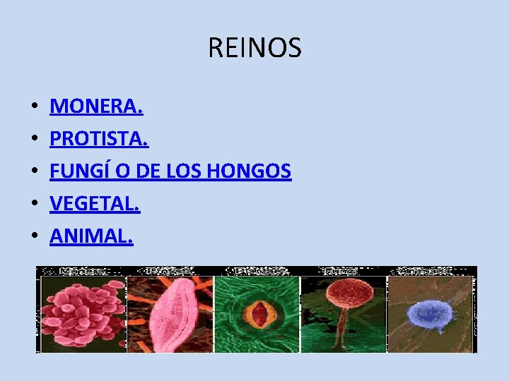 REINOS • • • MONERA. PROTISTA. FUNGÍ O DE LOS HONGOS VEGETAL. ANIMAL. 