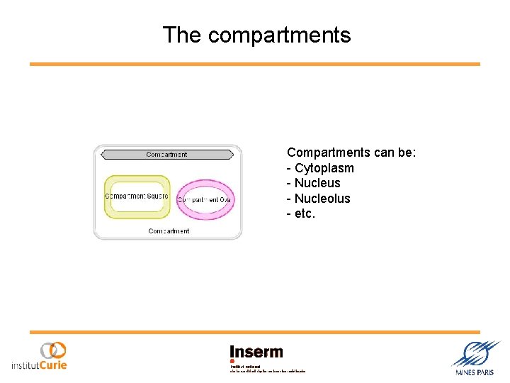 The compartments Compartments can be: - Cytoplasm - Nucleus - Nucleolus - etc. 