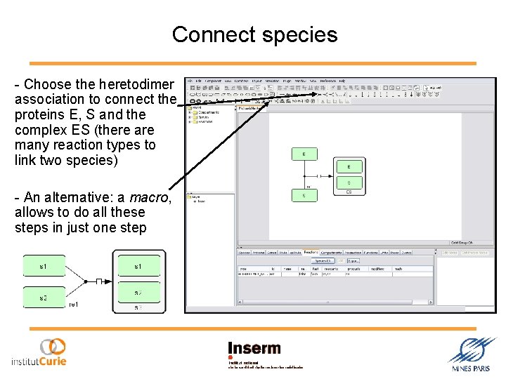 Connect species - Choose the heretodimer association to connect the proteins E, S and