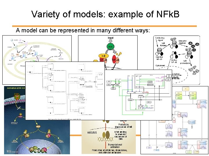 Variety of models: example of NFk. B A model can be represented in many